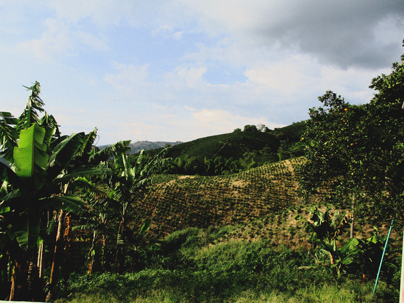 Blue Gesha Natural, Monteverde, Tolima, Green Origin