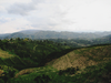Pink Gesha, Monteverde, Tolima, Green Origin