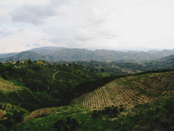 Pink Gesha, Monteverde, Tolima, Green Origin