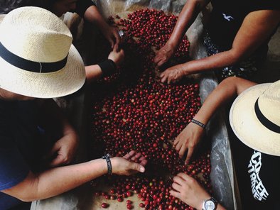 Pink Bourbon Natural, Samaria, Belen de Umbria, Risaralda