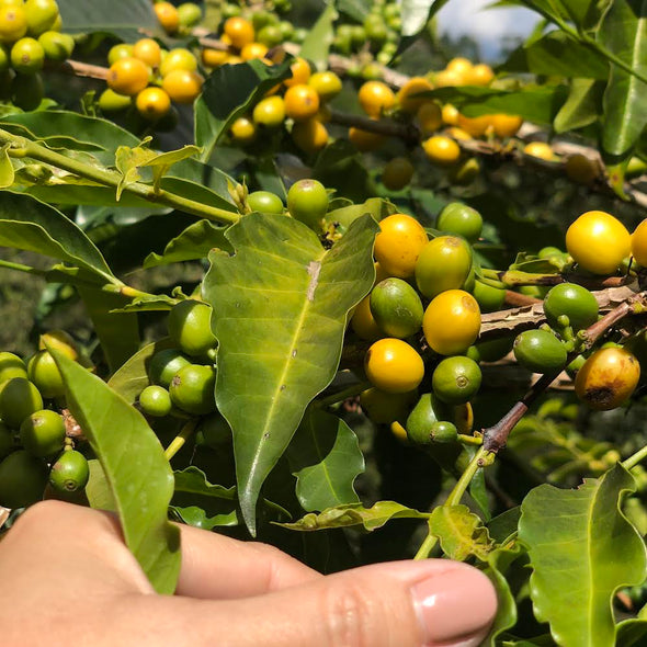 Yellow Bourbon Natural, El Vergel Estate, Fresno, Tolima