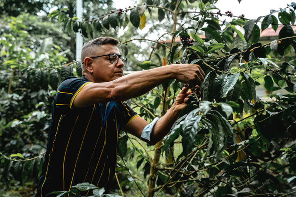 Typica Washed - LE, Omar Arango & Family, Libano, Tolima